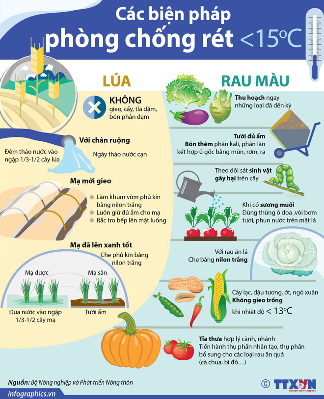 [Infographics] Các biện pháp phòng chống rét cho lúa và rau màu ảnh 1