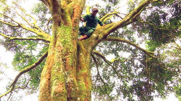 Kỳ bí rừng quế cổ thụ trên đỉnh núi Ngọc Linh hùng vĩ ảnh 2