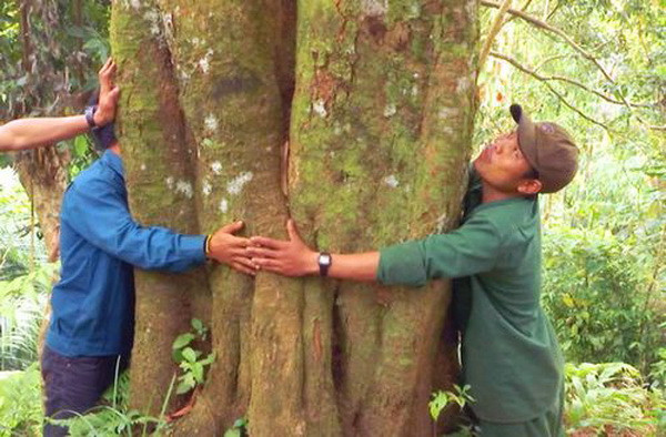 Kỳ bí rừng quế cổ thụ trên đỉnh núi Ngọc Linh hùng vĩ ảnh 1