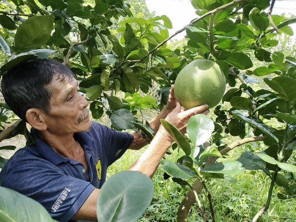 Bưởi da xanh của Bến Tre: Sẵn sàng vươn mình ra biển lớn ảnh 2