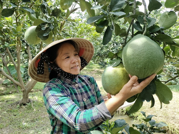 Bưởi da xanh của Bến Tre xuất khẩu sang Hòa Kỳ sau 6 năm đàm phán ảnh 2