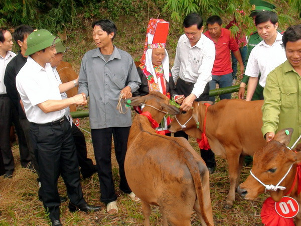 Gần 630 con bò giống sẽ được trao cho các hộ nghèo ở Hà Giang ảnh 1