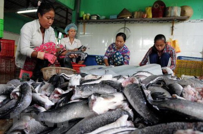 Trà Vinh: Giá cá lóc ổn định, nông dân lãi 40-50 triệu đồng mỗi hecta ảnh 1