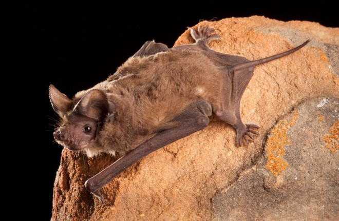 Hé lộ những bí mật thú vị về loài chim nhanh nhất thế giới ảnh 2