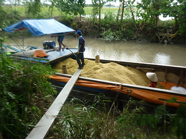 An Giang: Tạo vùng nguyên liệu sản xuất lúa Nhật chất lượng cao ảnh 2