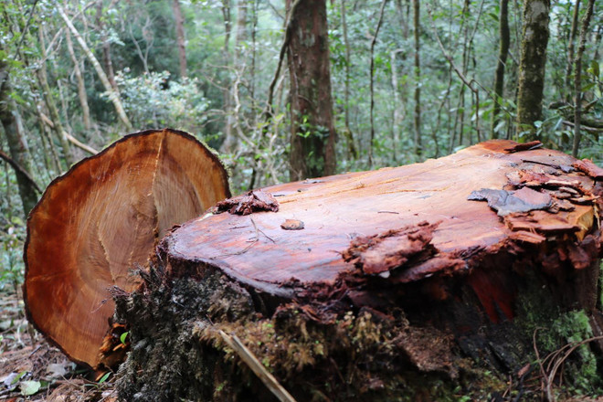 32 gốc cây có đường kính từ 50cm ở rừng Kon Plông bị chặt phá ảnh 3
