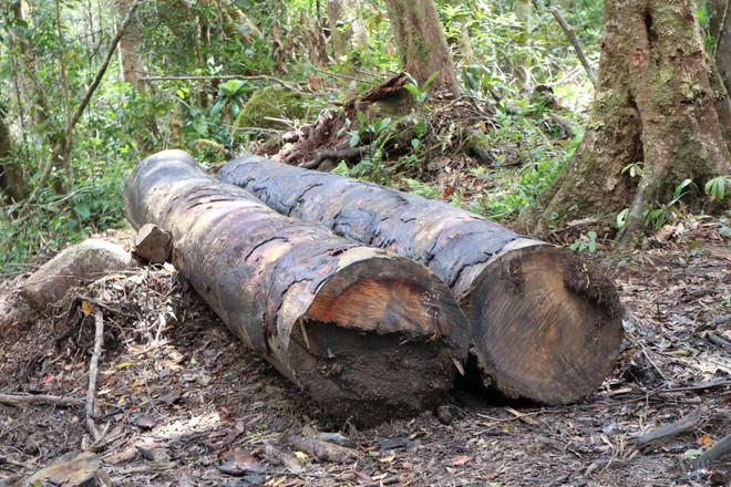 32 gốc cây có đường kính từ 50cm ở rừng Kon Plông bị chặt phá ảnh 5