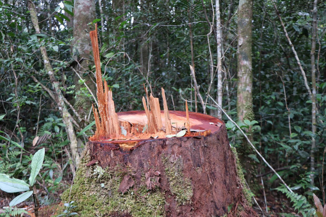 32 gốc cây có đường kính từ 50cm ở rừng Kon Plông bị chặt phá ảnh 4