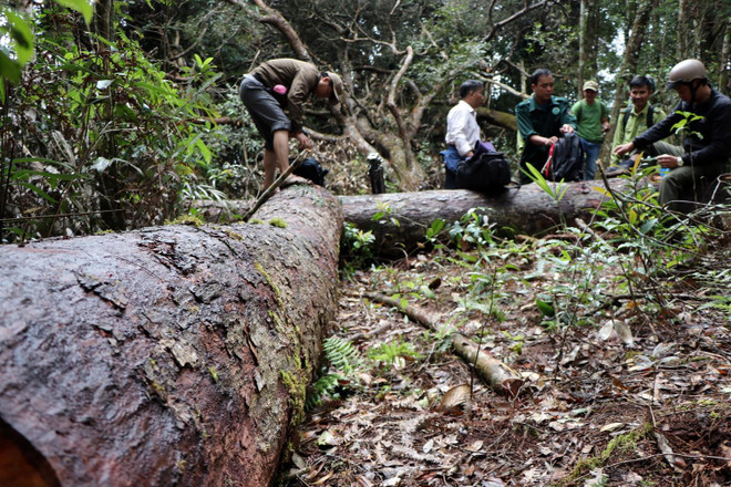 32 gốc cây có đường kính từ 50cm ở rừng Kon Plông bị chặt phá ảnh 7