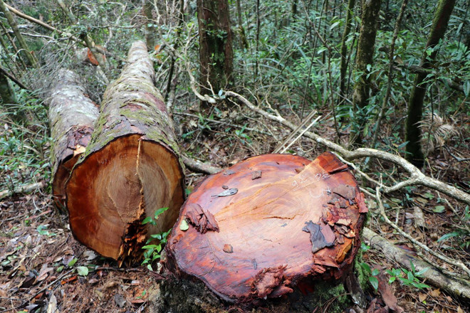 32 gốc cây có đường kính từ 50cm ở rừng Kon Plông bị chặt phá ảnh 6