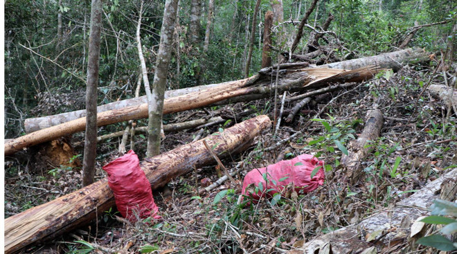 32 gốc cây có đường kính từ 50cm ở rừng Kon Plông bị chặt phá ảnh 2