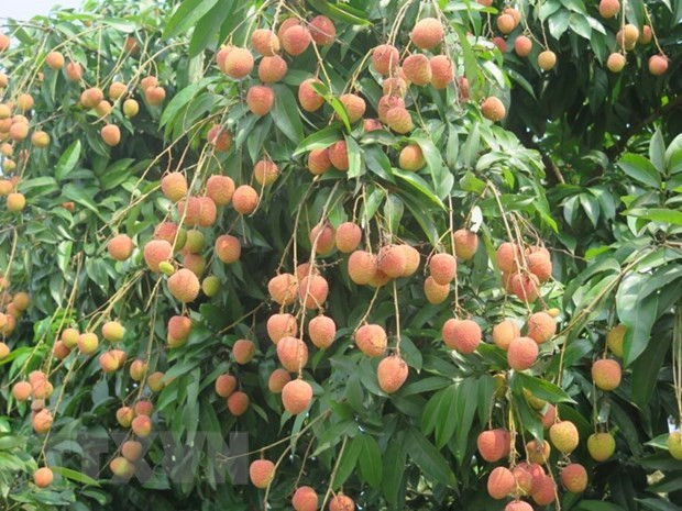Vải u hồng Thanh Hà chín rộ. (Ảnh: Mạnh Minh/TTXVN) Bắc Giang thu gần 7.000 tỷ đồng từ vải thiều và các hoạt động phụ trợ ảnh 1