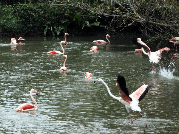 Cúm gia cầm lại bùng phát ở Đài Loan, tiêu hủy 14.000 con gà vịt ảnh 1