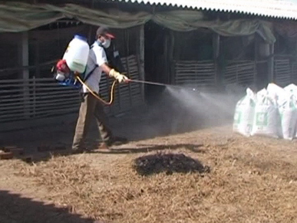 Tiêu hủy hơn 900 con gà bị nhiễm cúm H5N1 tại tỉnh Hậu Giang ảnh 1