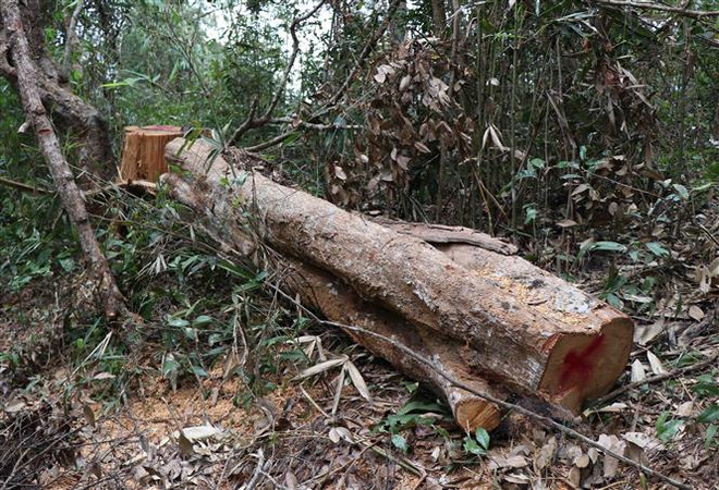 Khúc thân cây to, chu vi vành thân một người ôm không xuể còn nằm lại tại hiện trường trong trong rừng đặc dụng Mường Phăng. (Ảnh: Xuân Tiến/TTXVN) Lõi rừng đặc dụng Mường Phăng bị 'rút ruột': 173 cây gỗ bị chặt hạ ảnh 1