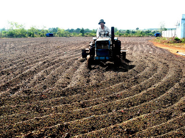 Sắp xếp, đổi mới công ty nông lâm nghiệp 4 tỉnh Tây Nguyên ảnh 1