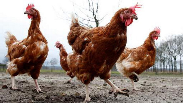 Bỉ phát hiện virus cúm gia cầm H5N8 tại vùng Tây Bắc ảnh 1