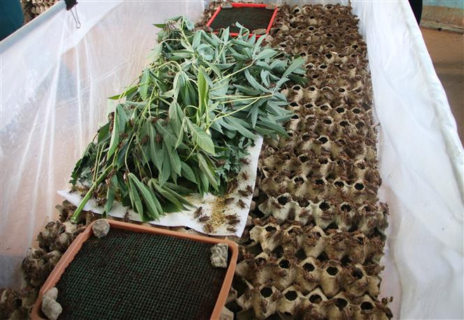 Hiệu quả từ mô hình nuôi dế của Tiểu đội Dân quân tại Quảng Ngãi ảnh 3