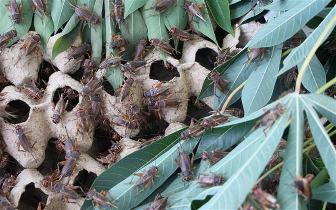 Hiệu quả từ mô hình nuôi dế của Tiểu đội Dân quân tại Quảng Ngãi ảnh 2