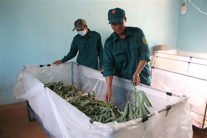 Hiệu quả từ mô hình nuôi dế của Tiểu đội Dân quân tại Quảng Ngãi ảnh 1