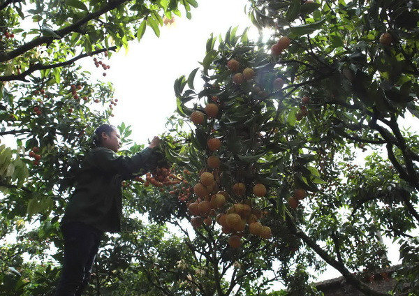 Hải Dương sẽ tổ chức Lễ hội vải thiều Thanh Hà vào ngày 10/6 ảnh 2