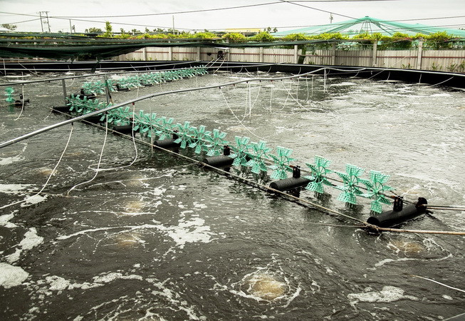 Bến Tre: Người nuôi tôm thẻ chân trắng “treo ao” chờ giá để sản xuất ảnh 1