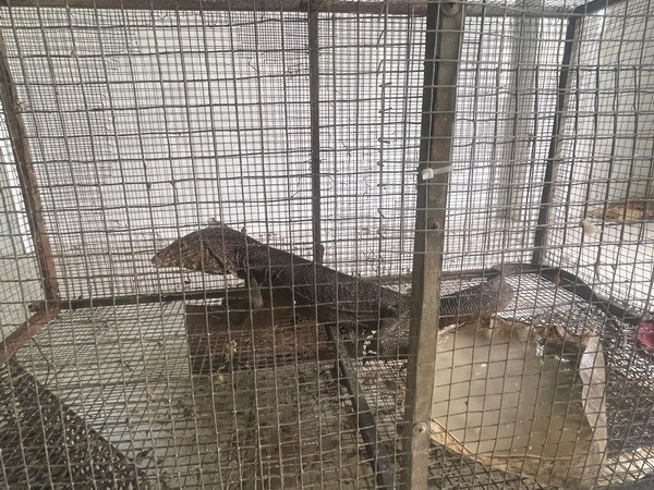 Mua bán động vật quý hiếm, đôi vợ chồng bị xử phạt hơn 500 triệu đồng ảnh 1