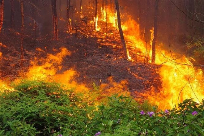 Khám nghiệm hiện trường, làm rõ nguyên nhân gây cháy rừng tại Nghệ An ảnh 2