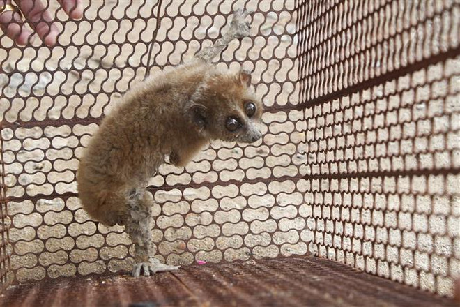 Hà Tĩnh: Tiếp nhận cá thể nghi cu li quý hiếm thuộc nhóm 1B ảnh 1