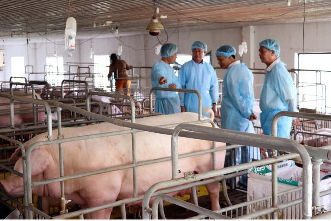 Phát triển chăn nuôi lợn, gia cầm an toàn sinh học tiêu chuẩn VietGAP ảnh 1