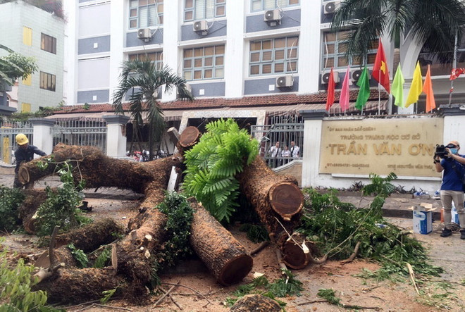 TP.HCM: Rà soát cây xanh trong trường để đảm bảo an toàn ảnh 1
