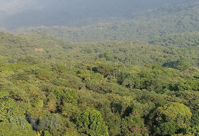 Bộ Nông nghiệp-Phát triển Nông thôn: Công bố hiện trạng rừng năm 2021 ảnh 1