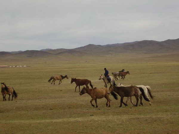 Năm Ngọ, kể chuyện thuần hóa tổ tiên loài ngựa ảnh 1