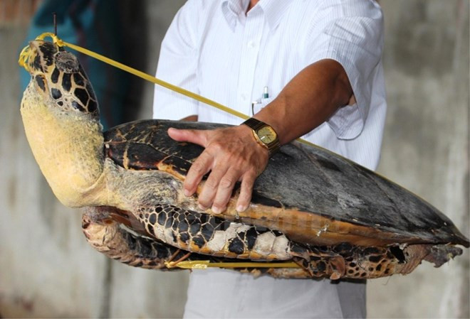 Khánh Hòa: Điều tra bổ sung vụ án mua bán số lượng lớn xác rùa biển ảnh 1