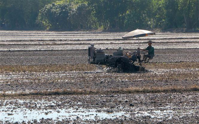 Lúa gạo được giá, Hậu Giang tập trung xuống giống vụ Thu Đông ảnh 1