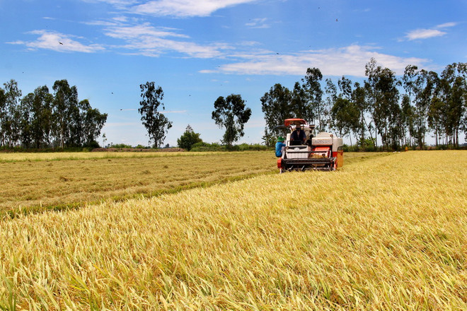 Năng suất vụ Hè Thu, vụ Mùa 2015 tăng đến 0,9 tạ mỗi hécta ảnh 1