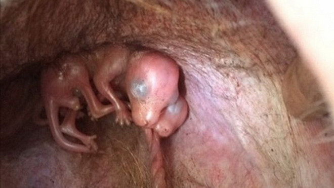 [Photo] Phát hiện cặp kangaroo song sinh hiếm có tại Australia ảnh 1