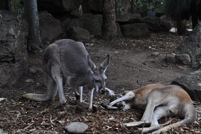 [Photo] Phát hiện cặp kangaroo song sinh hiếm có tại Australia ảnh 2