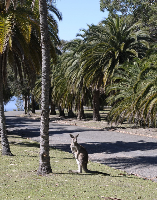 [Photo] Phát hiện cặp kangaroo song sinh hiếm có tại Australia ảnh 5
