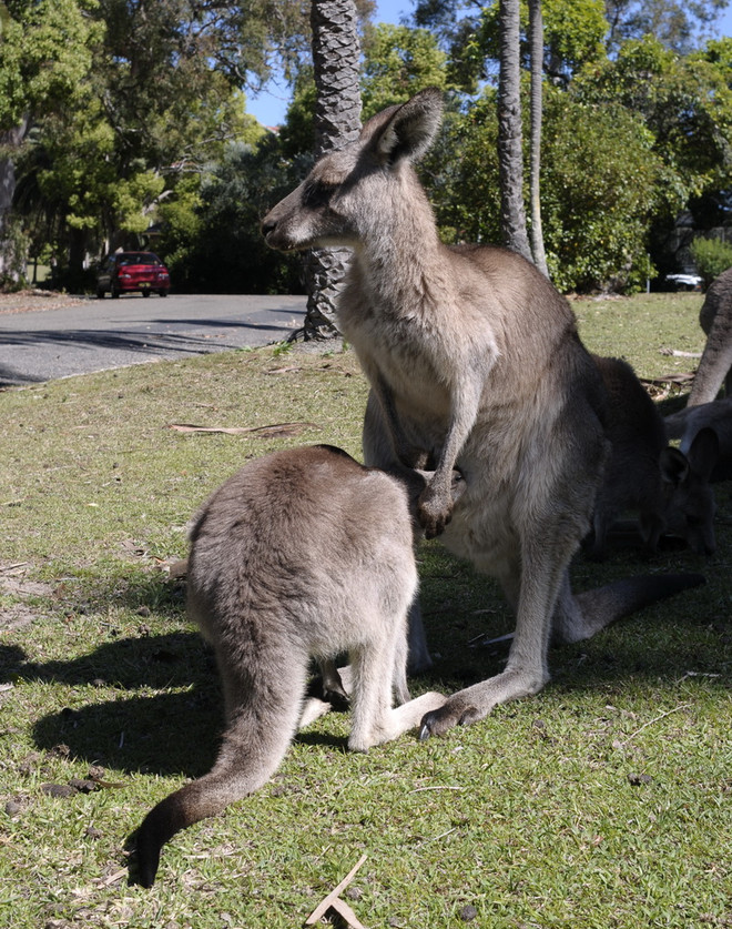 [Photo] Phát hiện cặp kangaroo song sinh hiếm có tại Australia ảnh 3