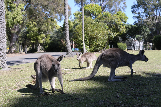[Photo] Phát hiện cặp kangaroo song sinh hiếm có tại Australia ảnh 4