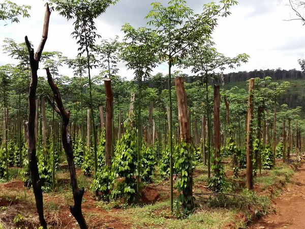 Tiếp tục tái cơ cấu nền kinh tế, đảm bảo an sinh xã hội ảnh 3