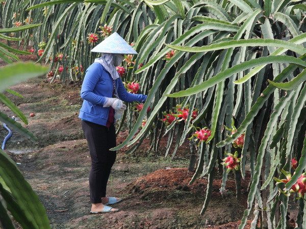 Thương lái Trung Quốc kinh doanh trái phép ở Bình Thuận ảnh 1