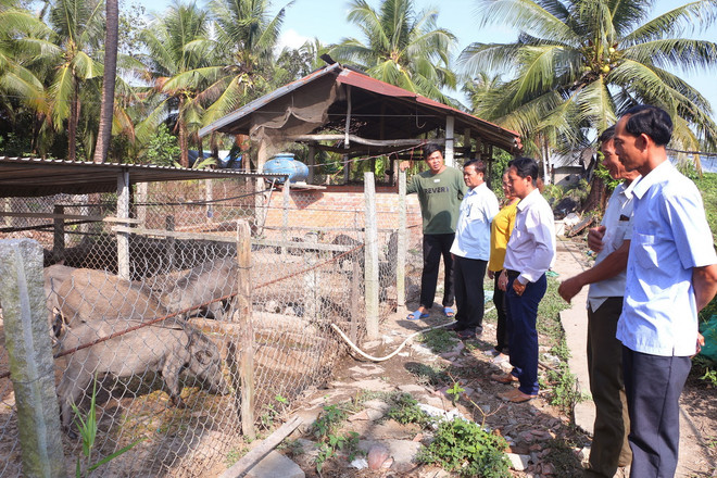 Mô hình nuôi heo rừng của đồng bào dân tộc Khmer ở thị xã Ngã Năm(Sóc Trăng) mang lại hiệu quả kinh tế cao. (Ảnh Tuấn Phi/TTXVN) ttxvn_1204_soc trang (3).jpg