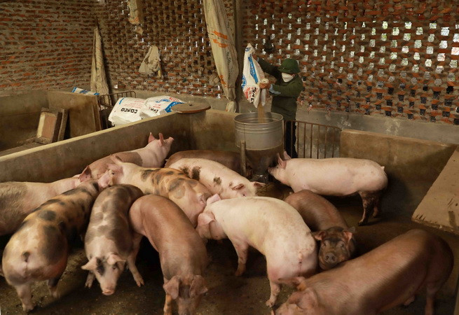 Bạc Liêu: Người nuôi lợn kỳ vọng giá tăng dịp cận Tết Nguyên đán 2023 ảnh 1
