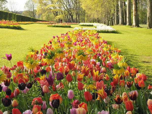 Chiêm ngưỡng lễ hội hoa Xuân Brussels năm 2014 ảnh 1