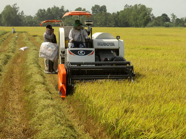 Nông dân trúng mùa, trúng giá vụ thu hoạch lúa Đông Xuân sớm ảnh 1