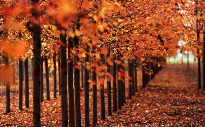 Đắm mình trong rừng lá phong tuyệt đẹp mỗi độ Thu về ảnh 4