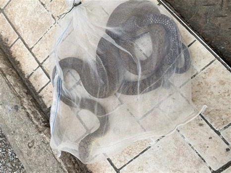 Truyền 10 lọ huyết thanh cứu sống bệnh nhân bị rắn hổ chúa cắn ảnh 2