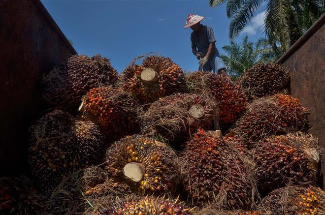 Tổng thống Joko Widodo chỉ trích EU hạn chế nhập dầu cọ của Indonesia ảnh 1